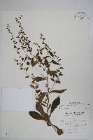 盾果草藏品圖，第1張