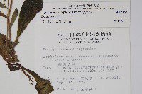 盾果草藏品圖，第2張