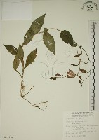 臺灣油點草藏品圖，第1張