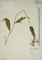 臺灣油點草藏品圖，第1張