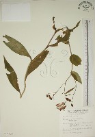 臺灣油點草藏品圖，第1張