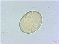 臺灣明萼草藏品圖，第3張