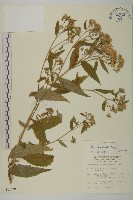 山白蘭藏品圖，第1張