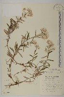 玉山抱莖籟簫藏品圖，第1張