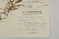 玉山抱莖籟簫藏品圖，第2張