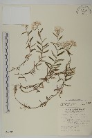 玉山抱莖籟簫藏品圖，第1張