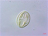 石吊蘭、吊石苣苔藏品圖，第2張