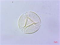 石吊蘭、吊石苣苔藏品圖，第4張