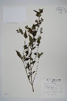 曲莖馬藍藏品圖，第1張