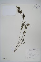 曲莖馬藍藏品圖，第1張