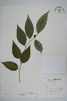 毛瓣蝴蝶木藏品圖，第1張