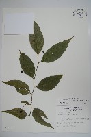 毛瓣蝴蝶木藏品圖，第1張