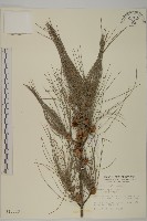 木麻黃藏品圖，第1張