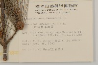 木麻黃藏品圖，第2張