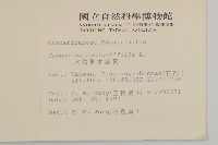 木麻黃藏品圖，第2張