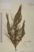 木麻黃藏品圖，第1張