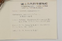 木麻黃藏品圖，第2張