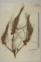 木麻黃藏品圖，第1張