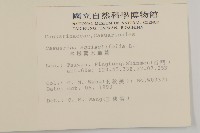 木麻黃藏品圖，第2張