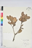 嶺南青剛櫟、嶺南椆藏品圖，第1張