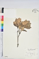 嶺南青剛櫟、嶺南椆藏品圖，第1張