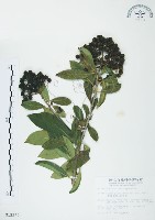 七里香、台灣海桐藏品圖，第1張