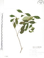 天仙果、臺灣榕藏品圖，第1張