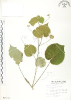 冬葵子藏品圖，第1張