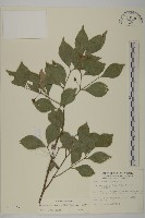 菱葉衛矛藏品圖，第1張
