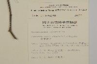 菱葉衛矛藏品圖，第2張