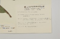 菱葉衛矛藏品圖，第2張