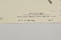 菱葉衛矛藏品圖，第3張