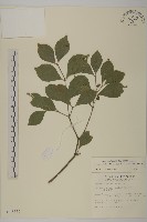 菱葉衛矛藏品圖，第1張