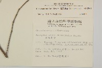 菱葉衛矛藏品圖，第2張