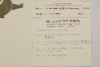 菱葉衛矛藏品圖，第2張
