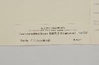 菱葉衛矛藏品圖，第3張