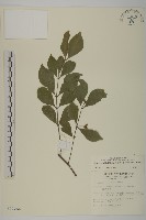 菱葉衛矛藏品圖，第1張