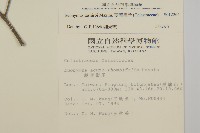 菱葉衛矛藏品圖，第2張