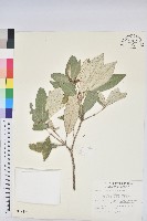 裡白巴豆藏品圖，第1張