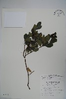 倒卵葉冬青、金平氏冬青藏品圖，第1張