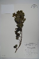 倒卵葉冬青、金平氏冬青藏品圖，第1張