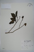 鐵冬青藏品圖，第1張