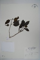 鐵冬青藏品圖，第1張