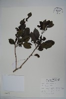 鐵冬青藏品圖，第1張