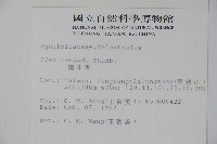 鐵冬青藏品圖，第2張