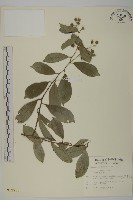 南華南蛇藤，青江藤藏品圖，第1張