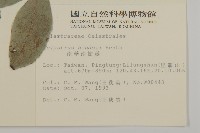 南華南蛇藤，青江藤藏品圖，第2張