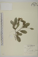 南華南蛇藤，青江藤藏品圖，第1張