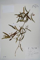 山橙藏品圖，第1張