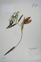 山橙藏品圖，第1張